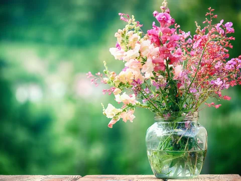 鲜花插花瓶里怎么样保鲜持久？