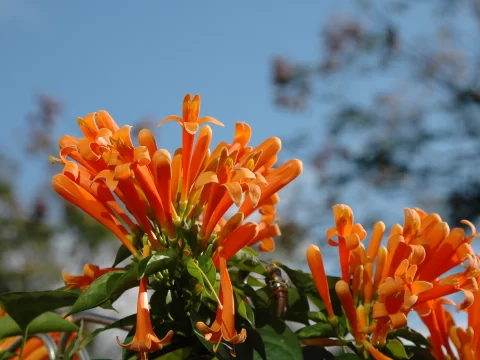 炮仗花什么时候开花？