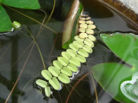 山椒藻是什么植物？