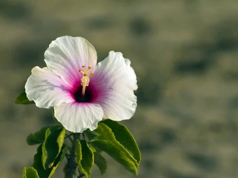 木槿花的花语和象征意义：美丽与坚韧的象征