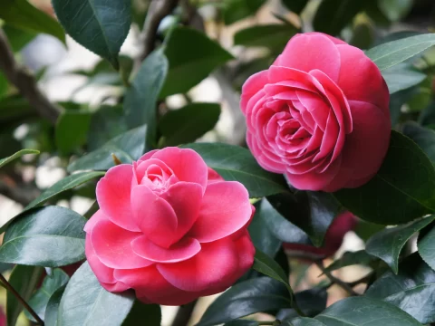 茶花花苞干枯掉落怎么回事？