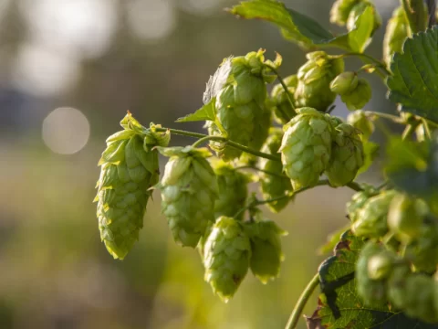 啤酒花是什么植物？