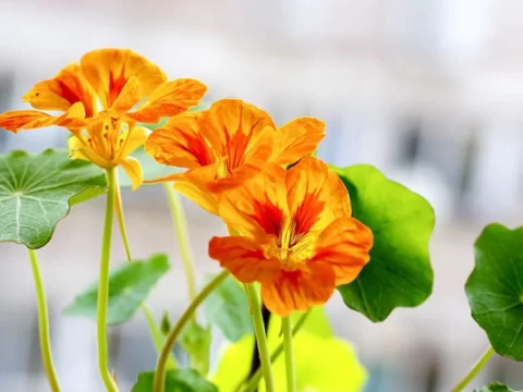 旱莲花什么时候种最好？