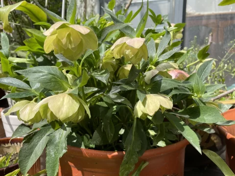 铁筷子什么时候开花？