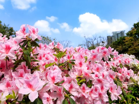 杜鹃花耐寒最低温度是多少？