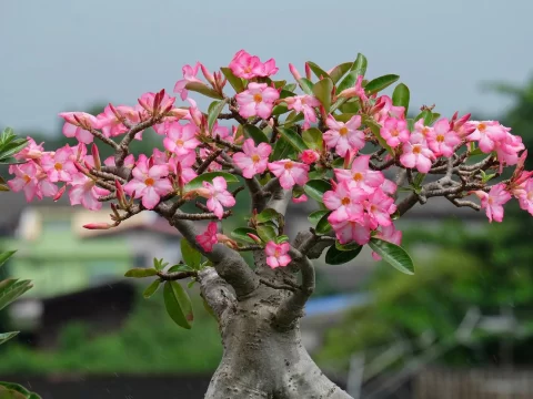 沙漠玫瑰叶子发黄脱落怎么回事？