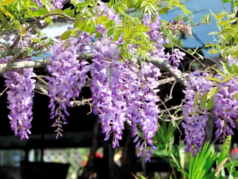 紫藤花什么时候开花？