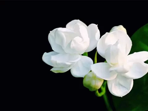 茉莉花冬天怎么养才能安全过冬？