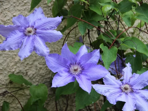 铁线莲什么时候种植最好？