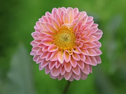 大丽花耐寒多少度？