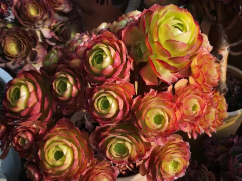 最像玫瑰花的多肉有哪些？10 种“开在叶片里的玫瑰”推荐
