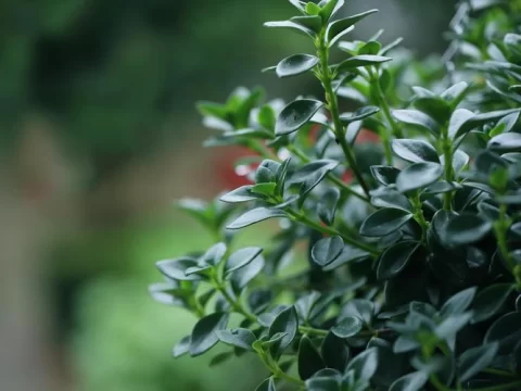 金鱼吊兰多久开花？掌握这几个要点，年年欣赏“小金鱼”！