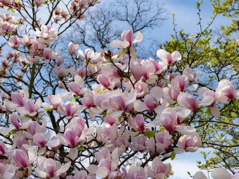 玉兰花冬天落叶吗？为您揭秘玉兰花的冬日秘密