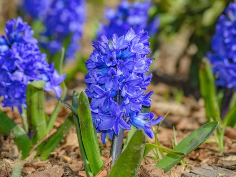 风信子种植时间和方法：让花香充满家园