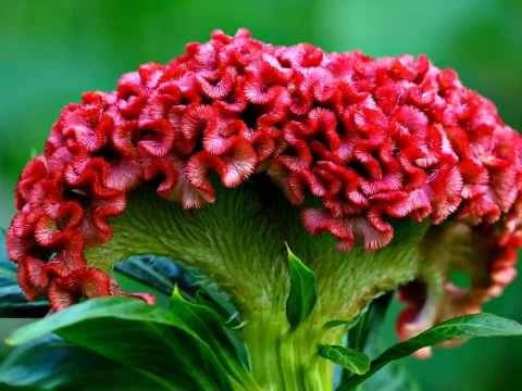 鸡冠花的寓意和象征