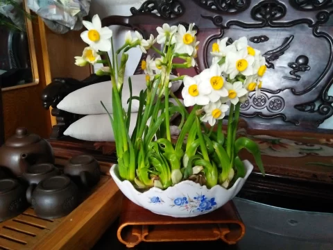 水仙不开花的原因分析：不是养不好，多半是这几步走错了