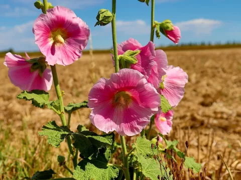 蜀葵种子什么时候播种最好？掌握这两个时间点，新手也能种成功