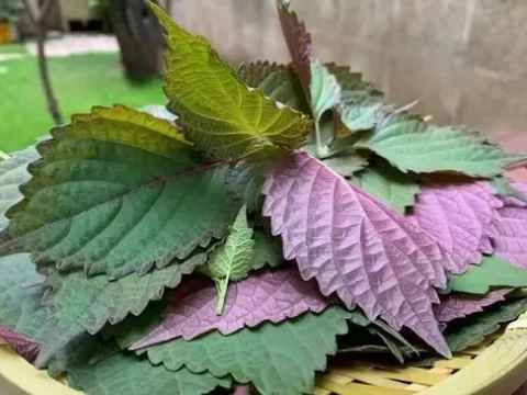 除了茶叶，还有哪些植物叶片可以泡水喝？