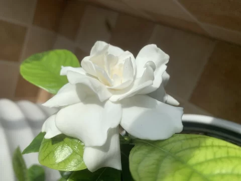 你养过最久的花是什么？