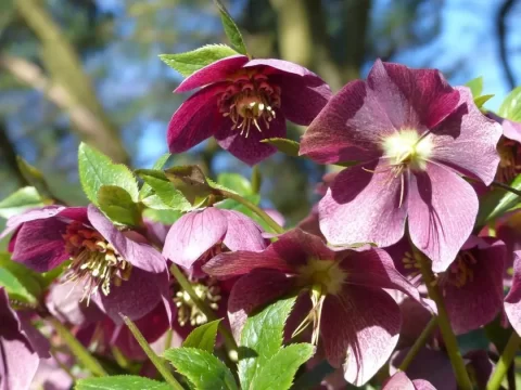 铁筷子的花语、寓意和象征：低调而坚韧的生命之花