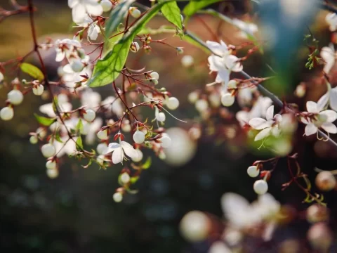 垂丝茉莉的花语、寓意和象征：温柔垂落的美好祝福