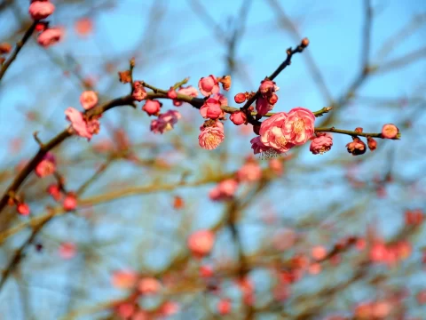 2026年春晚《贺花神》刷屏？一文带你认全十二种花，读懂背后的故事！
