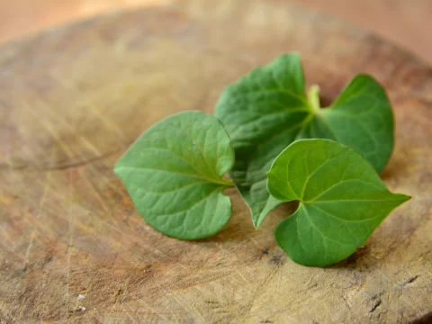 鱼腥草：舌尖上的养生秘宝