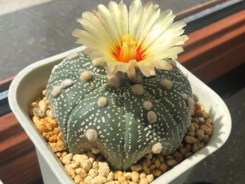 家里养仙人球，选这6种就对了！附超简单辨认方法
