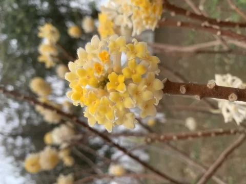 结香花：柔枝结愿，香渡早春，藏着人间所有温柔期许