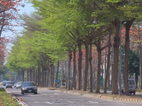 藏在城市肌理里的“生命守护者”——城市树木的多元价值