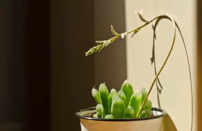 玉露开花后，剪还是留？这样养护，叶片饱满透亮不“失魂”