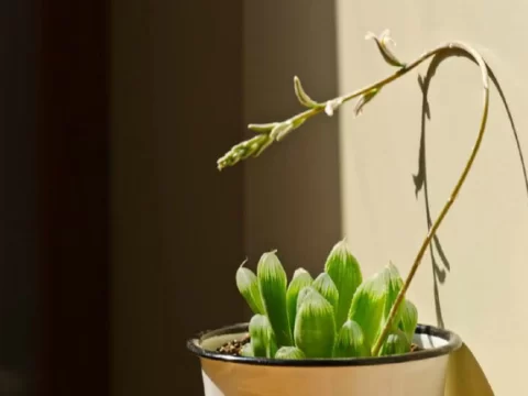 玉露开花后，剪还是留？这样养护，叶片饱满透亮不“失魂”
