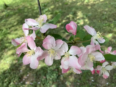 西府海棠：春风缀胭脂，一树藏清欢，藏着中式园林的千年诗意