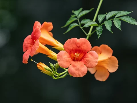 植物知识科普 第3集：凌霄花：向上爬的野心，全都写在明面上