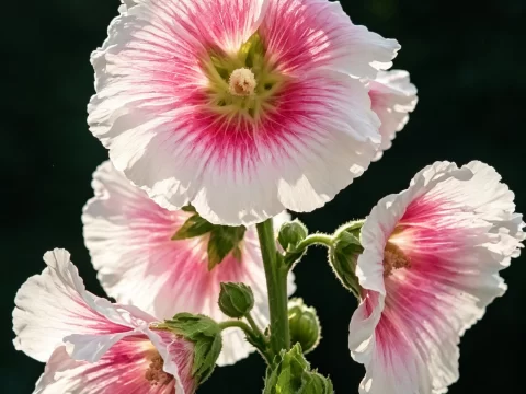 植物知识科普 第7集：蜀葵：一棵敢长到两米高的花，骨子里都是野的