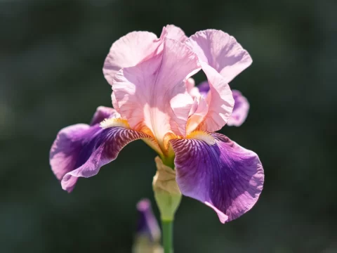 植物知识科普 第14集：德国鸢尾：名字里带“德国”，其实是地中海的美人