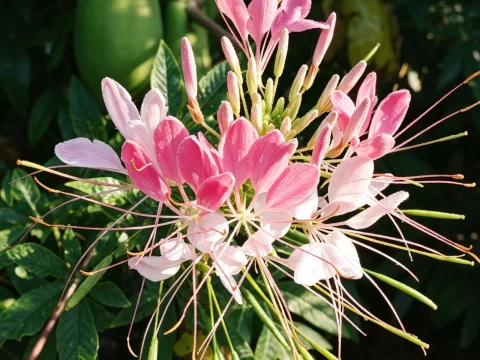 植物知识科普 第15集：醉蝶花：那些“喝醉了的蝴蝶”，其实是一朵花的把戏