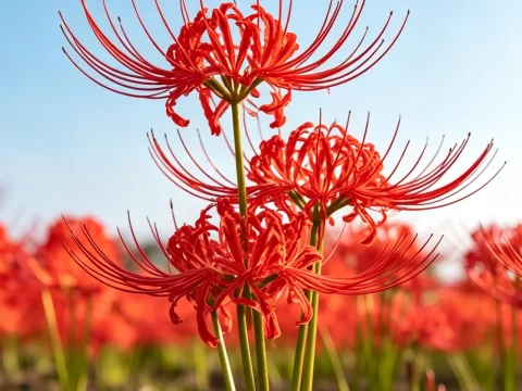 植物知识科普 第16集：红花石蒜：花和叶子一辈子不见面的花，被叫成了“彼岸花”