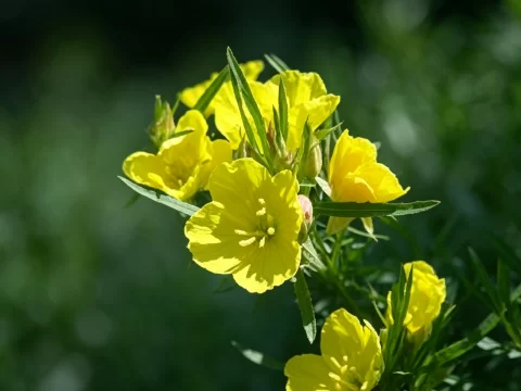 植物知识科普 第17集：月见草：只在夜里开的花，凭什么成了女人的“心头好”