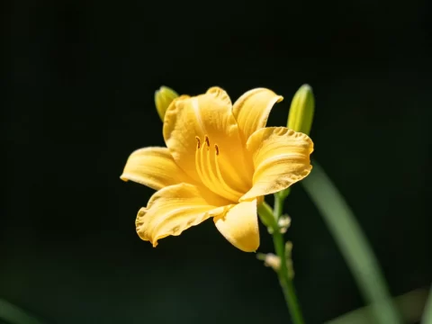 植物知识科普 第18集：萱草花：一天就谢的花，凭什么做了几千年的“母亲花”