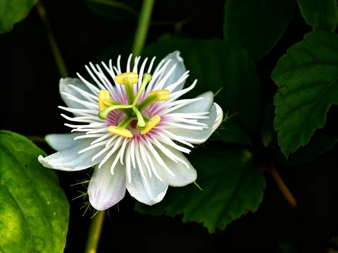 植物知识科普 第25集：西番莲：花长得像外星来客，果子却是人人都爱的“百香果”