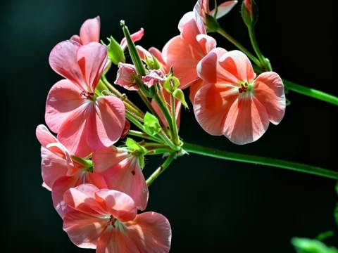 植物知识科普 第27集：天竺葵：名字带“天竺”，其实老家在南非，还是个“假天竺”