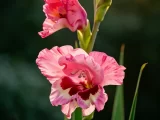 植物知识科普 第29集：唐菖蒲：花店里的“剑兰”，其实既不是剑，也不是兰