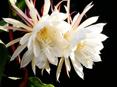 植物知识科普 第30集：昙花：只开一晚上的花，凭什么让中国人念叨了一千多年