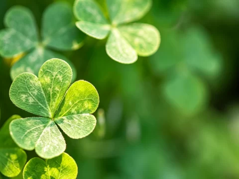 植物知识科普 第33集：三叶草：被踩在脚下，又被捧在手心