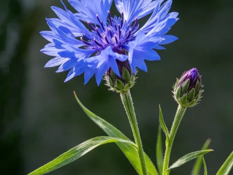 植物知识科普 第36集：矢车菊：一种蓝，蓝到有了自己的名字