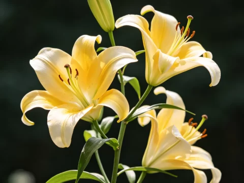百合花开完花，别急着扔，这样养明年还能再开