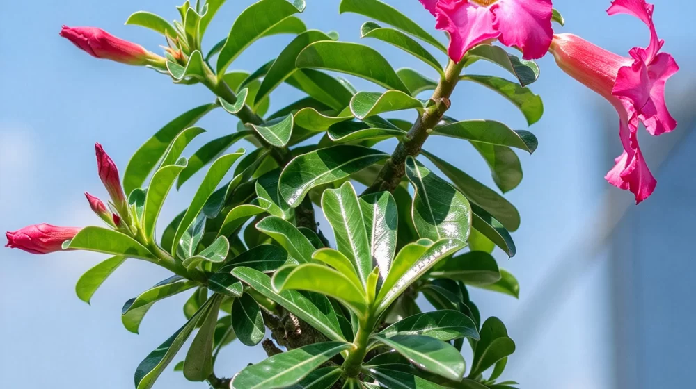 植物知识科普 第39集：沙漠玫瑰：不生在沙漠，也不是玫瑰
