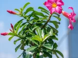 植物知识科普 第39集：沙漠玫瑰：不生在沙漠，也不是玫瑰