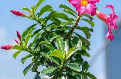 植物知识科普 第39集：沙漠玫瑰：不生在沙漠，也不是玫瑰